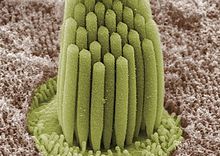 220px-Stereocilia_of_frog_inner_ear.01